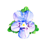 Royal Adderley Floral Pansy China Brooch