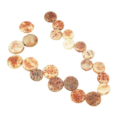 Fossilized Sponge Coral Coins Natural Vintage